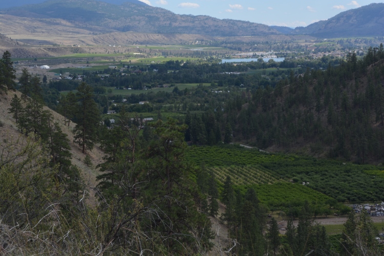 scenic landscape in vineyard country